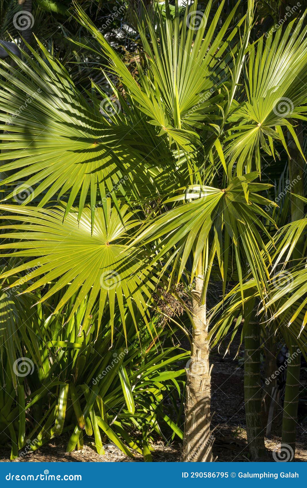 old man palm (coccothrinax crinita), growing is a sunny spot, is native to cuba