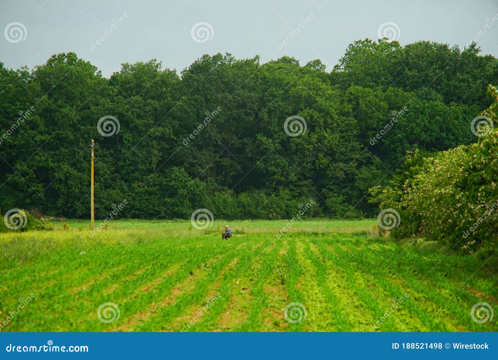 old man peasant, working cornfield near green forest,  rural village