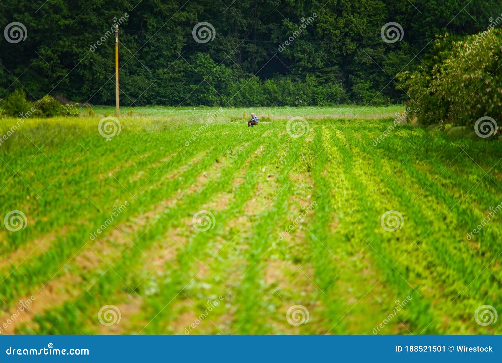 old man peasant, working cornfield near green forest,  rural village