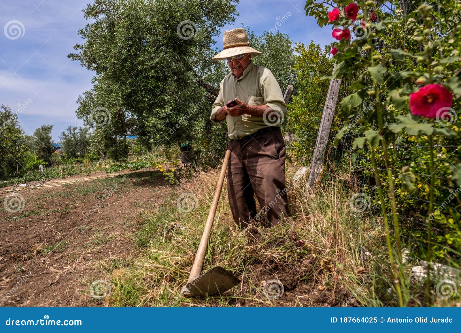 Old Man Tilling the Ground with a Hoe and Receiving a Phone Call Stock ...