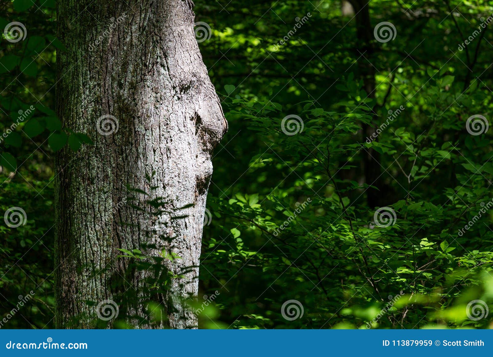 old man in the tree trunk.
