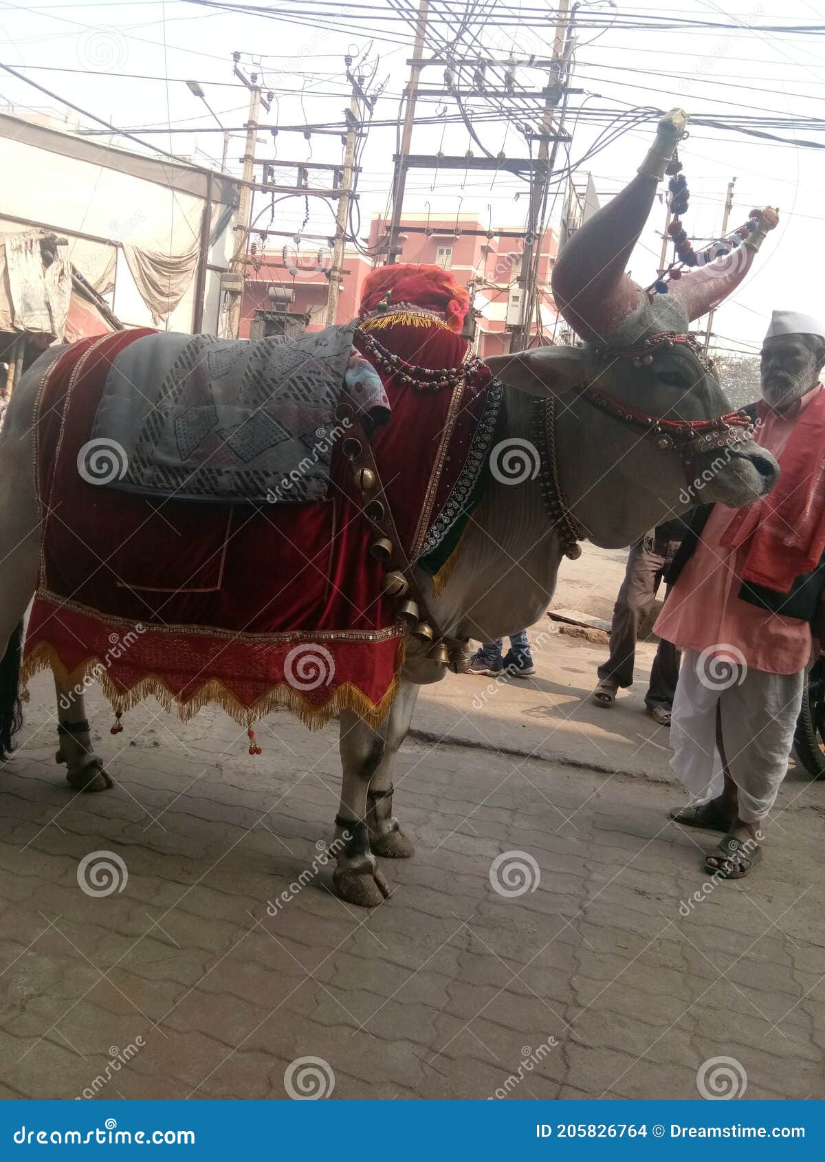 The Old Man Was Stand with Nandi Bail. Editorial Stock Image - Image of  nandi, cattle: 205826764
