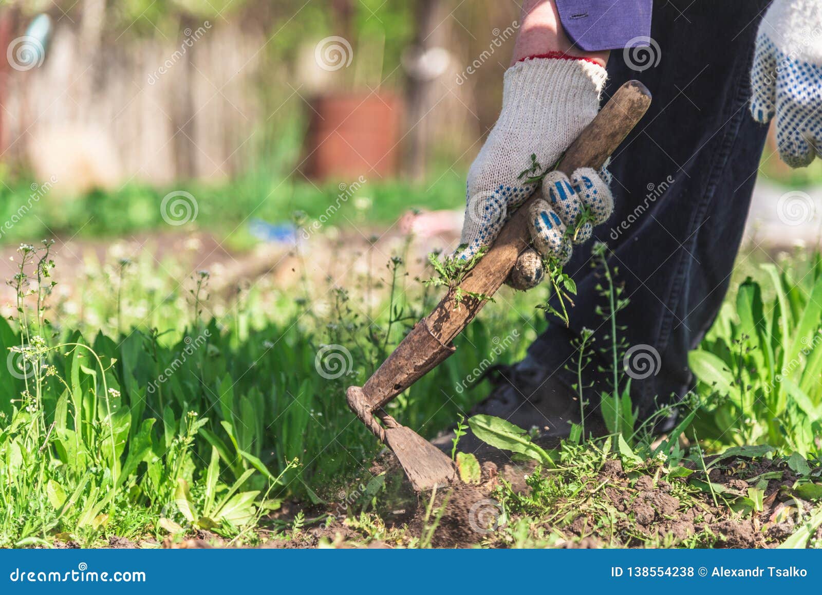 Old Man Uproots Hoe Weeds in His Garden Stock Photo - Image of ...