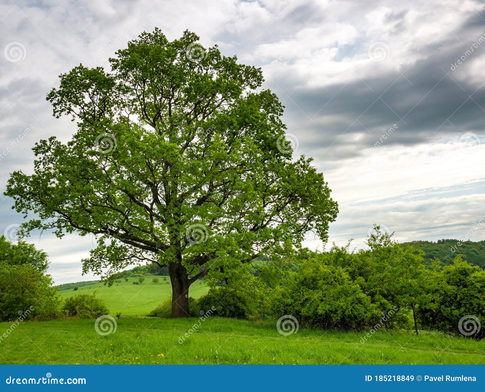 old massive oak treequercus robur in spring, on the edge of a meadow