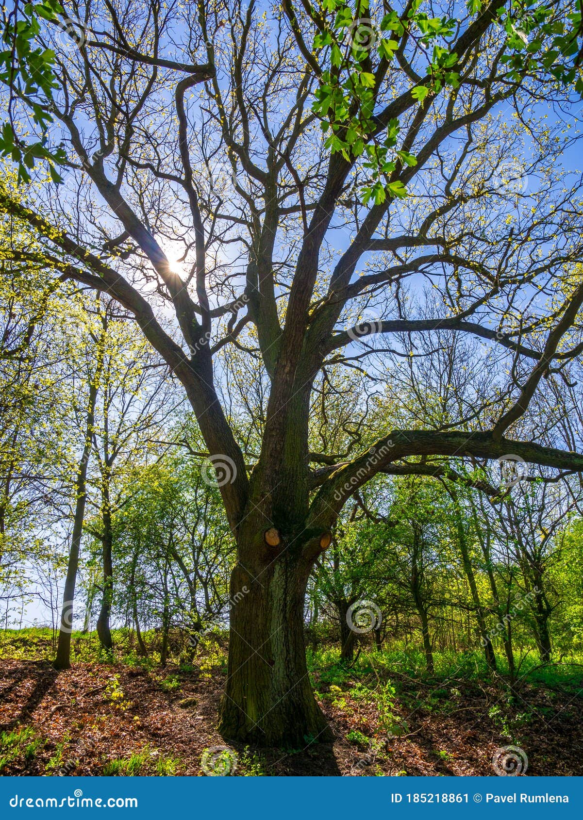 old massive oak treequercus robur in spring, with the sun behind the branches at the edge of the forest