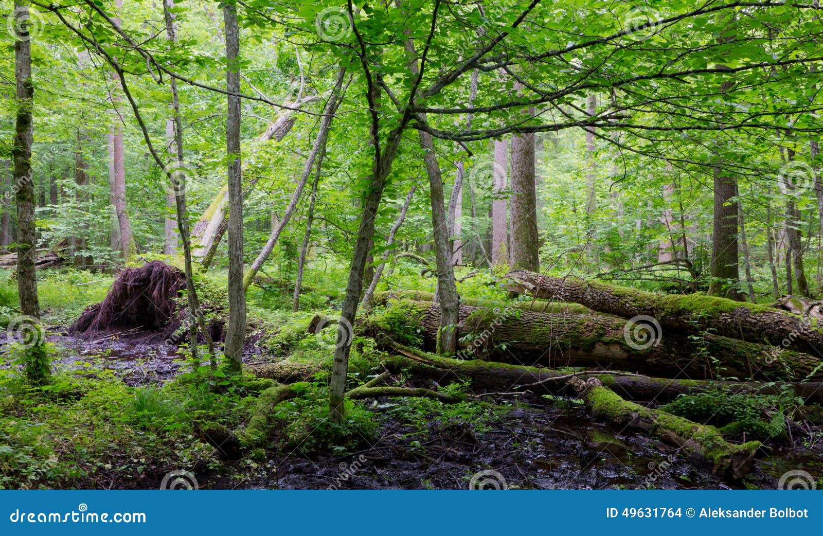 Old Moss Wrapped Ash Tree Lying in Natural Deciduous Stand Stock Photo