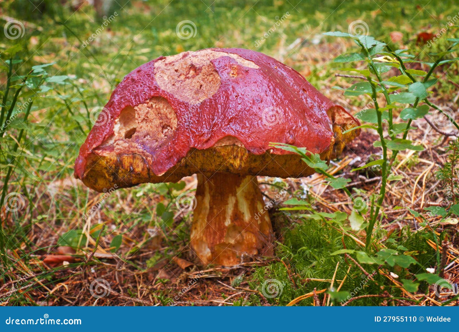 Old mushroom stock photo. Image of boletus, food, agaric 27955110