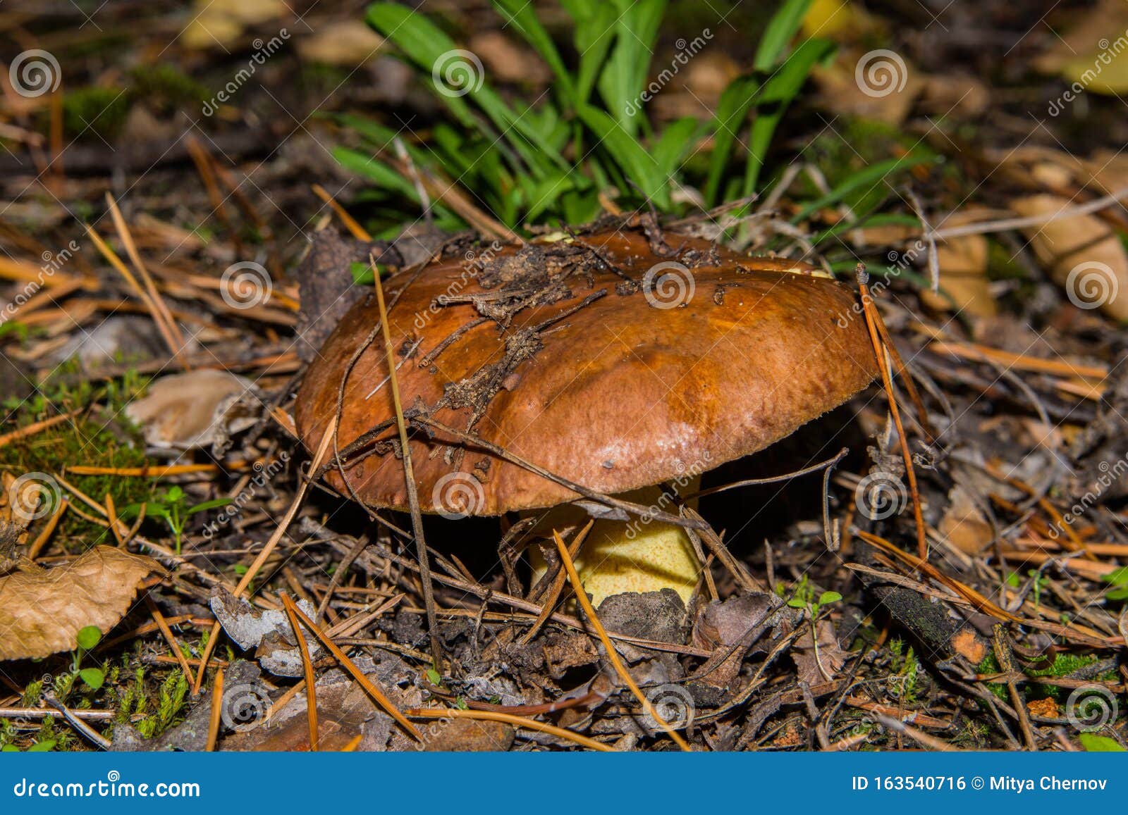 Old Mushroom Slippery Jack Suillus Luteus in Pine Forest Closeup. Stock