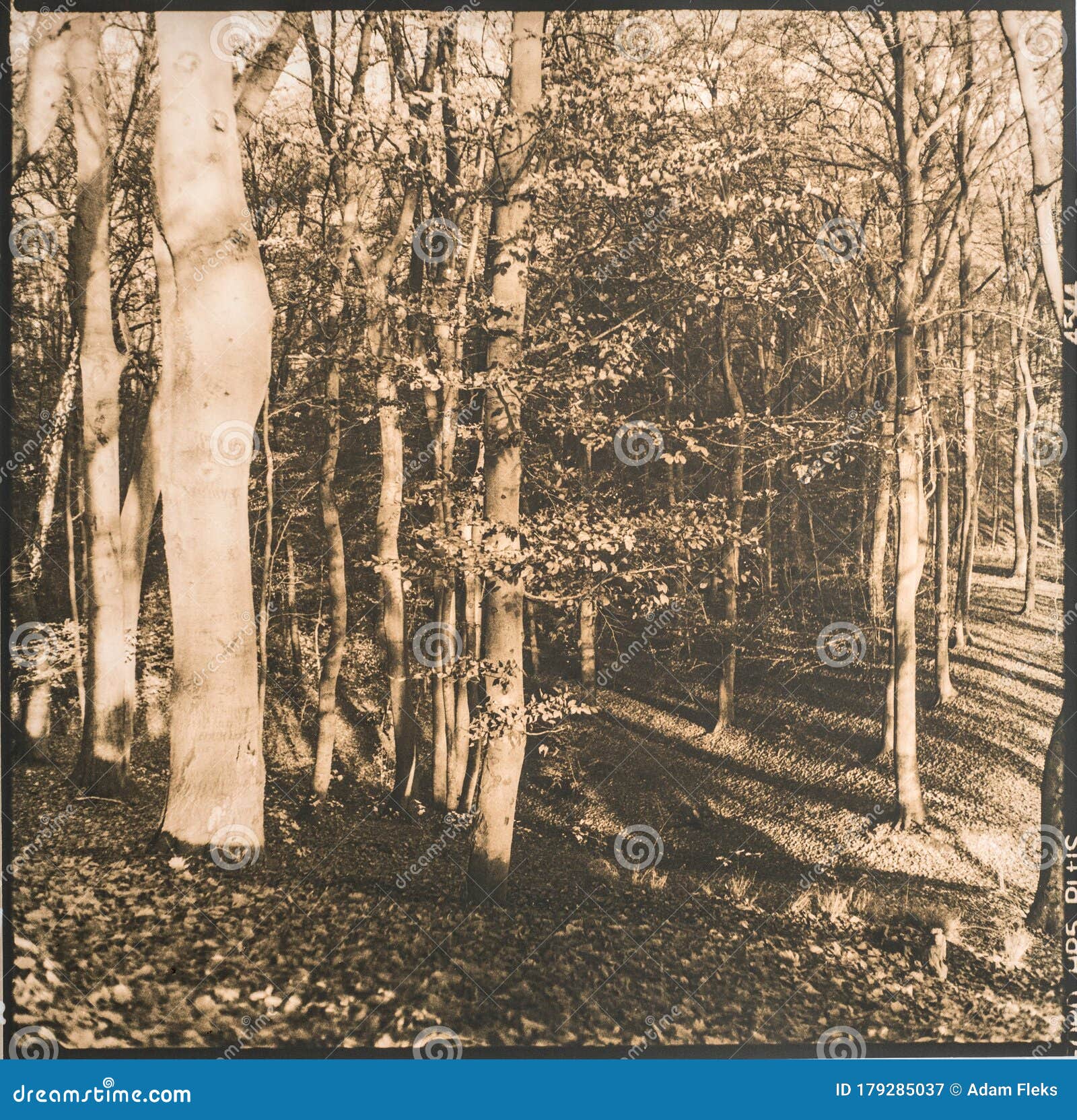 old naked beeches and fallen dry leaves artistic photography