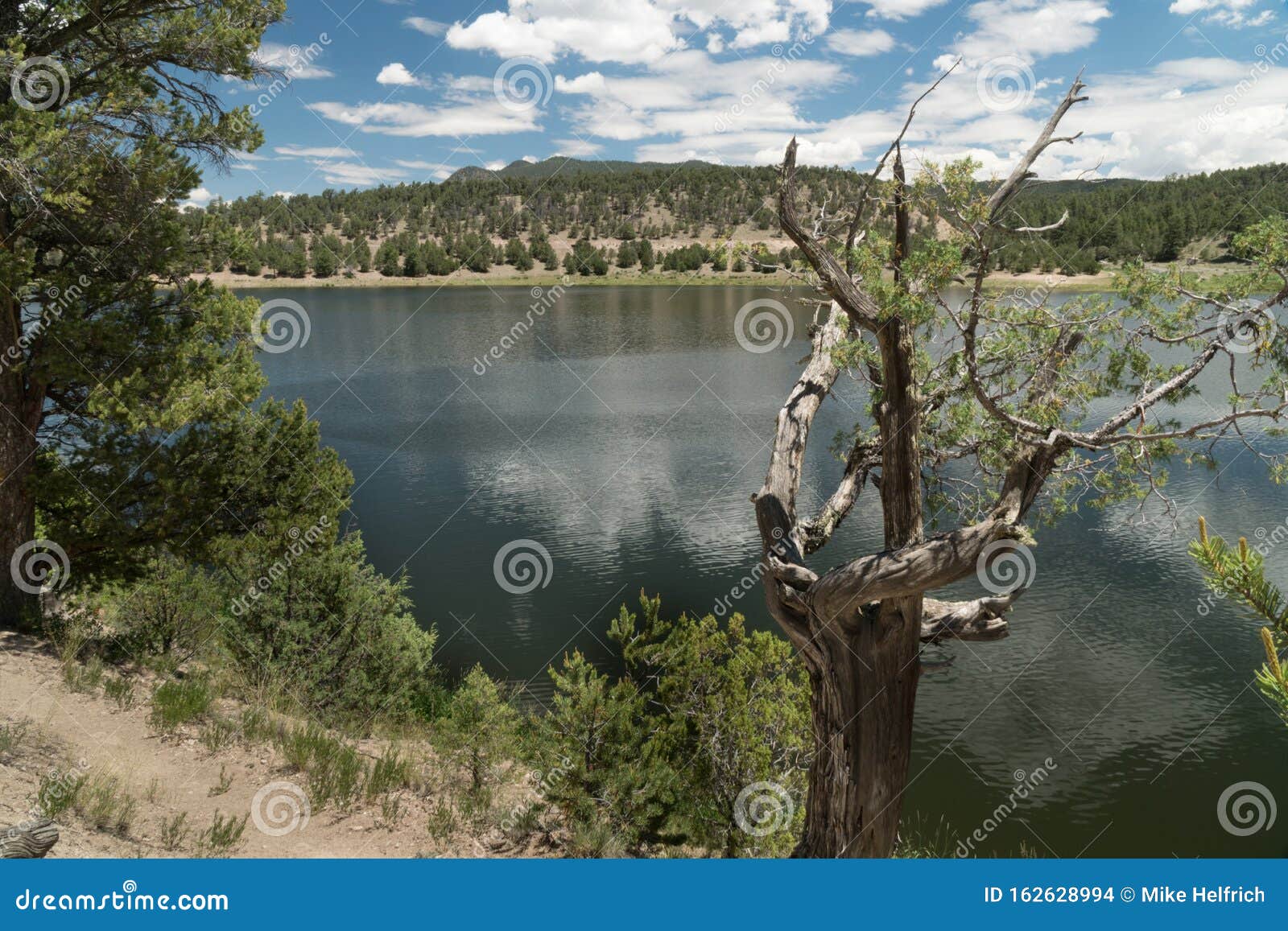 old and new trees along quemado lake, new mexico.