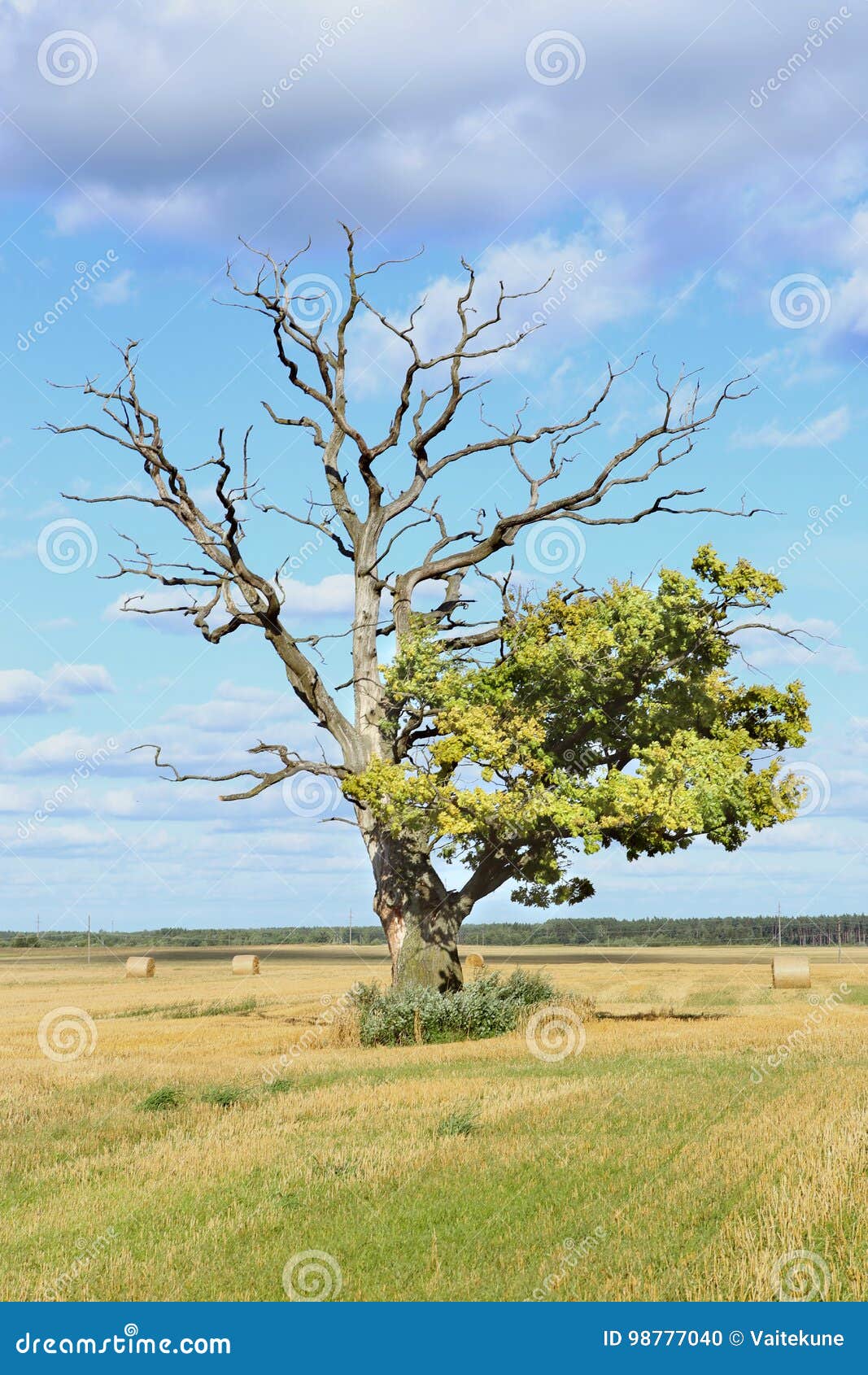 Old Oak with Green and Dry Branches. Stock Photo Image of tree