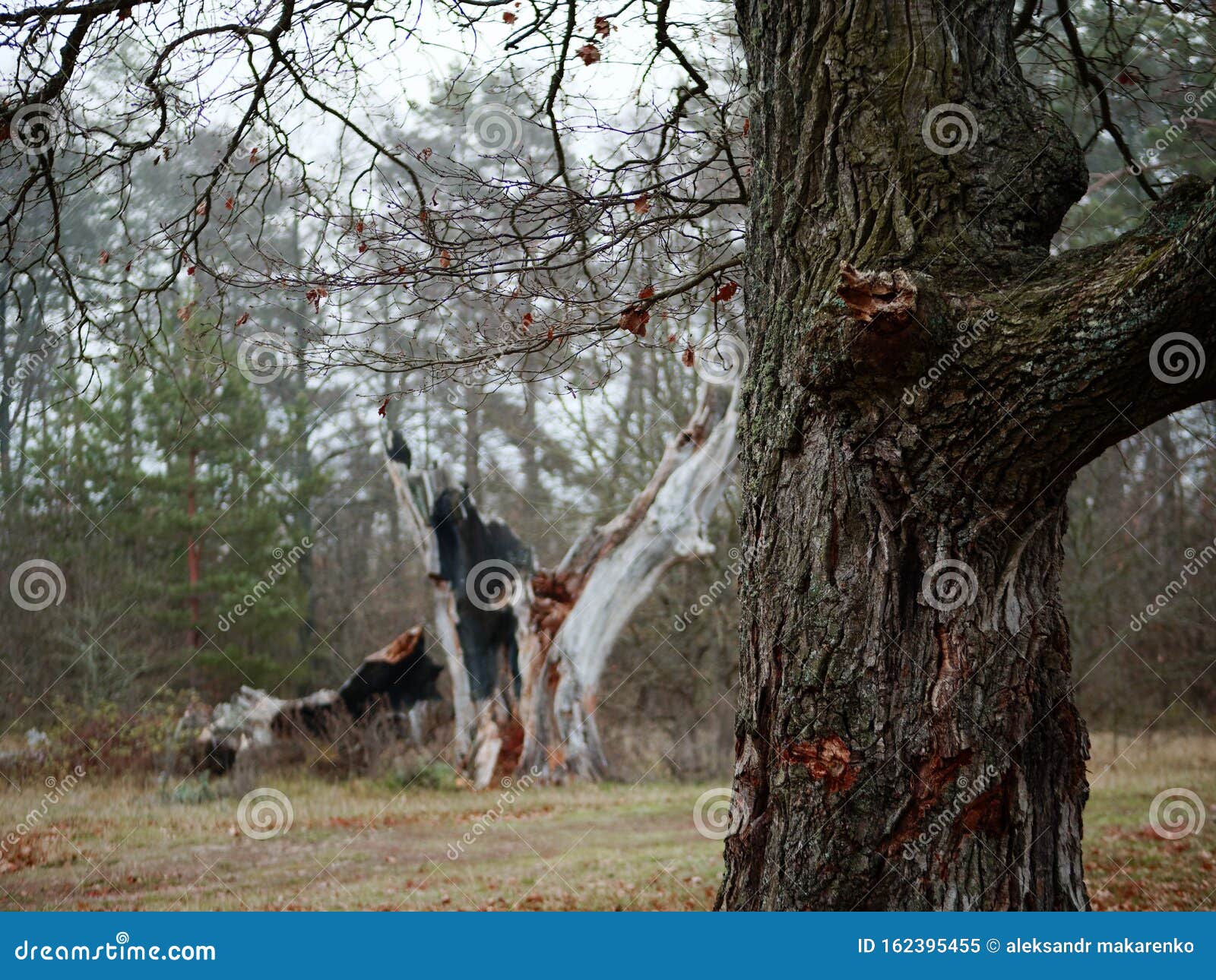 Old Oak Tree in a Forest Clearing in Autumn Stock Image Image of rural, autumn 162395455