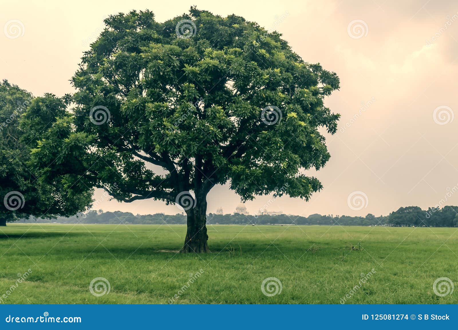 beautiful oak tree photography