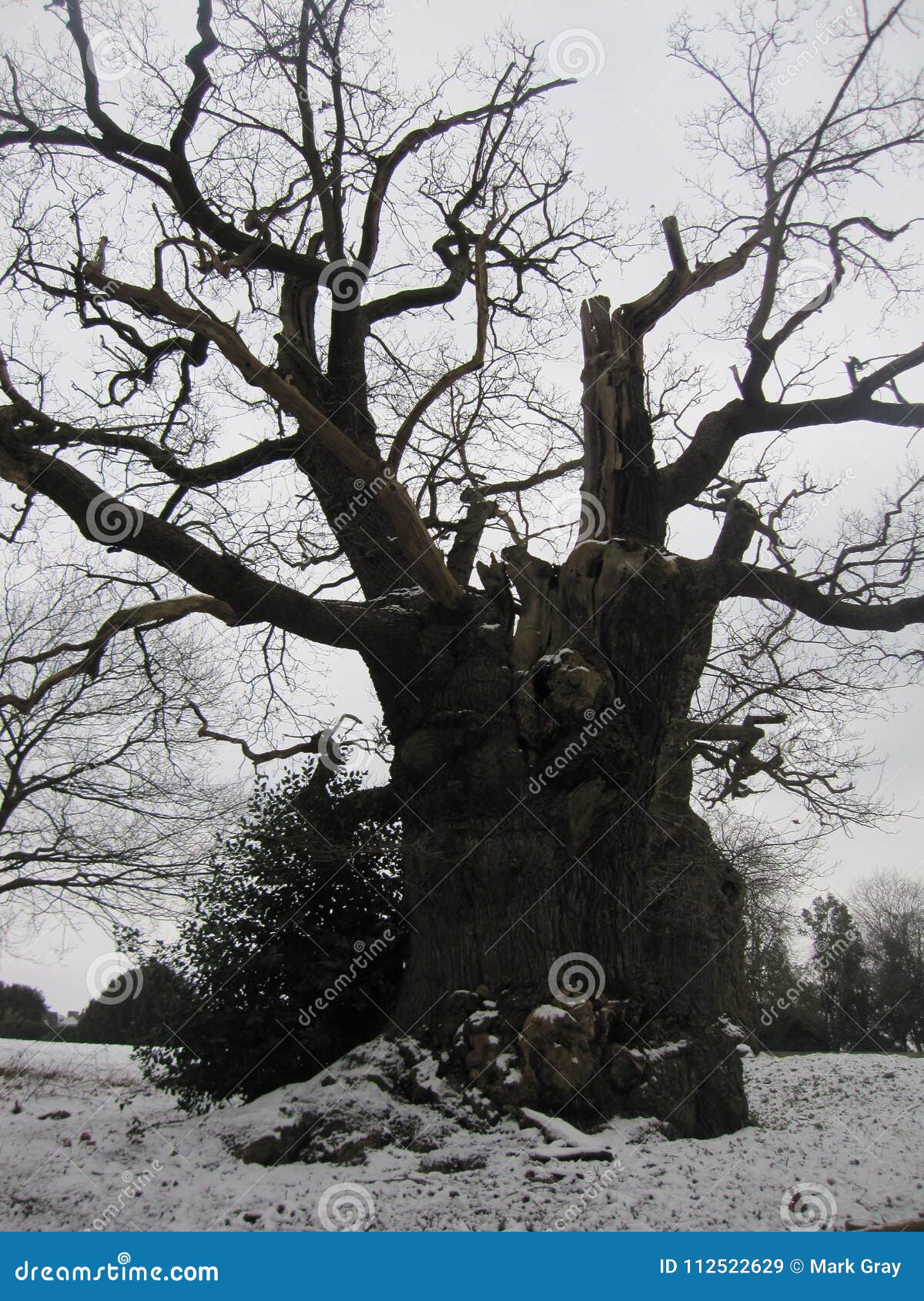 Cold Old Oak Tree stock image. Image of snow, cold, winter 112522629