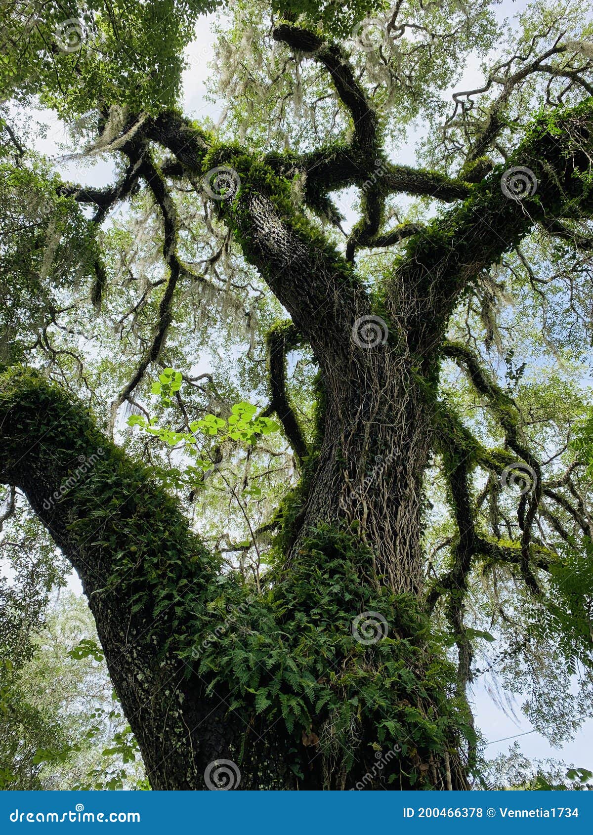 Old Oak Tree Spanish Moss in Micanopy FL Stock Photo Image of moss