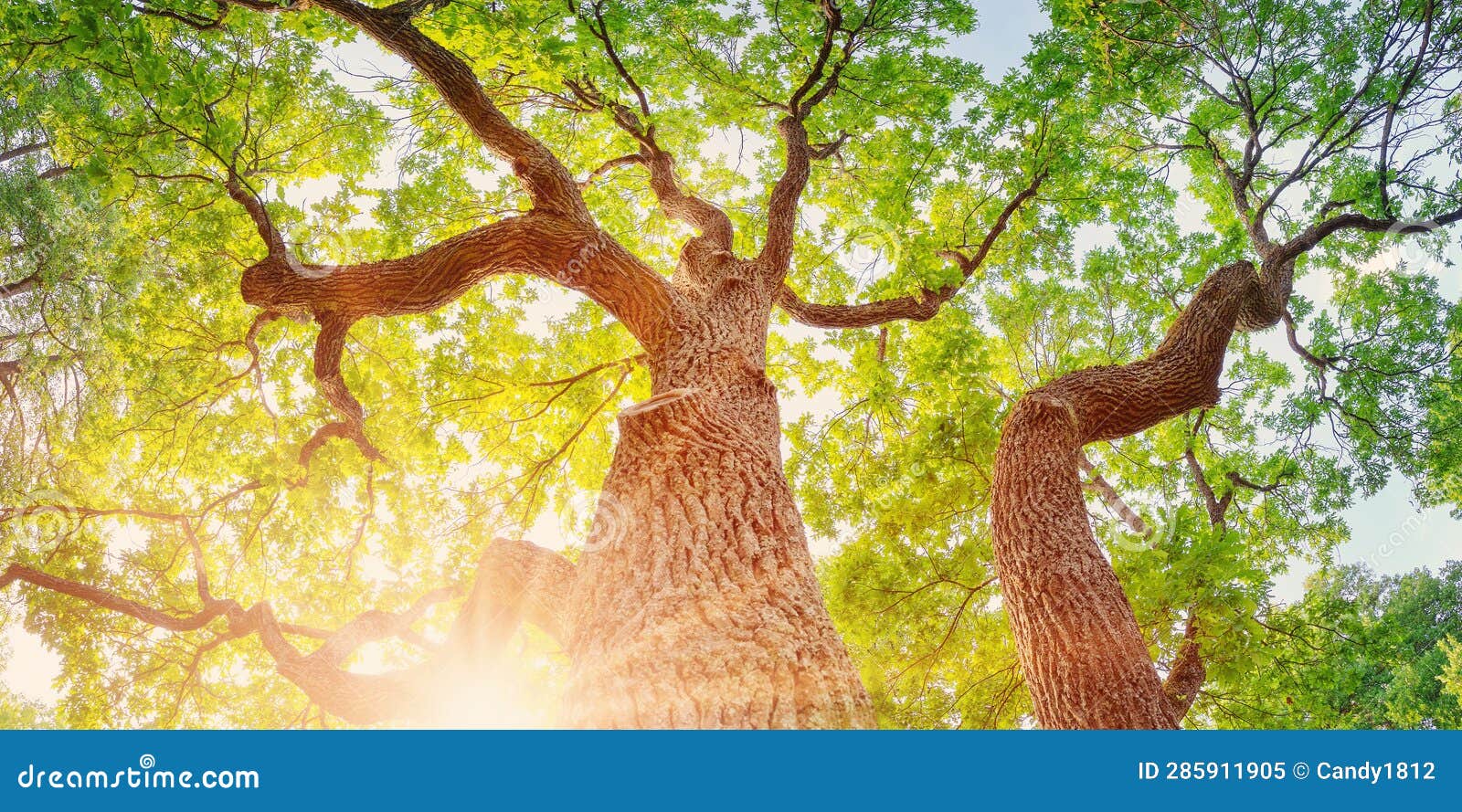 Old Oak Tree in Sunlight in Natural Park in Summer. Stock Image Image
