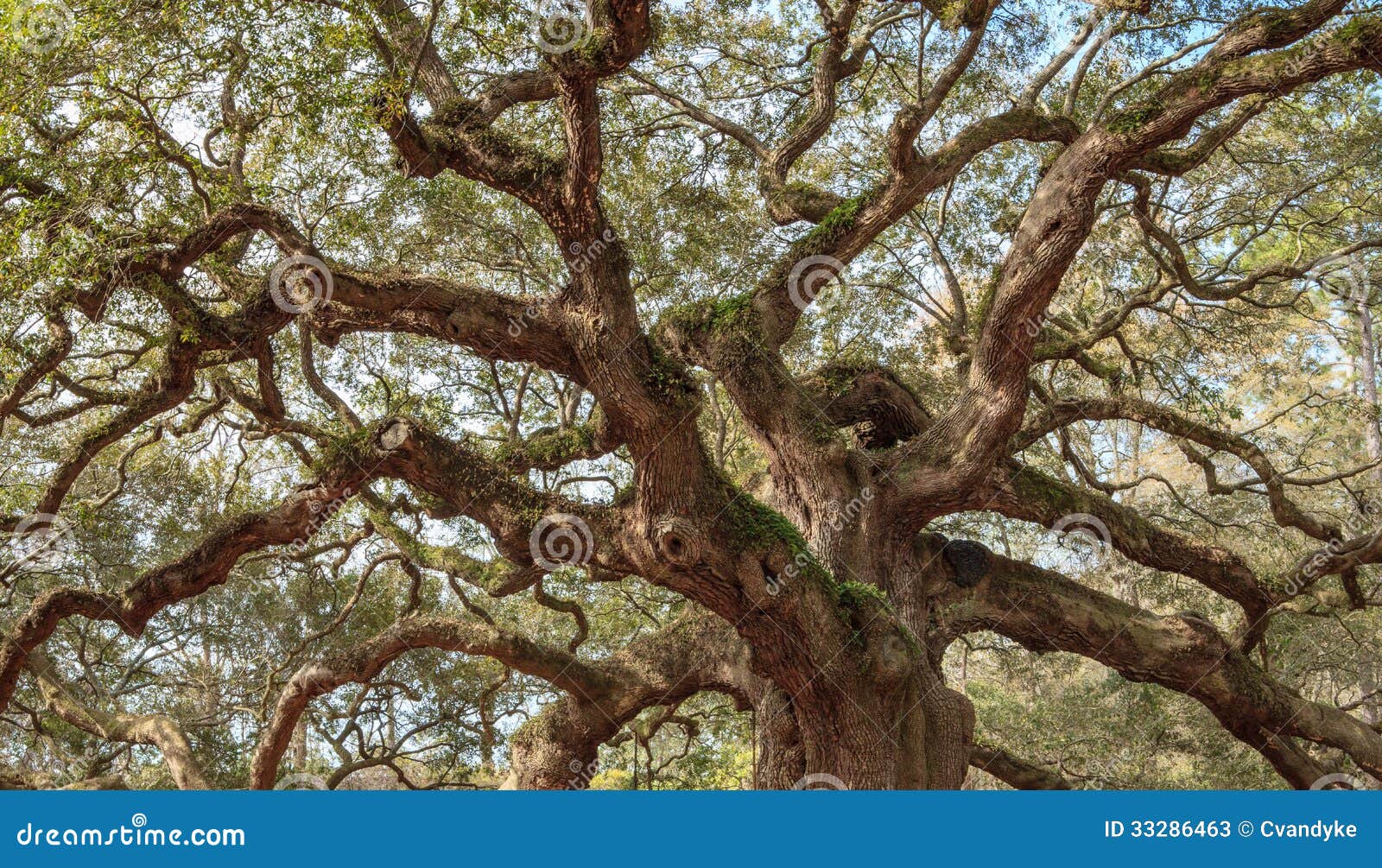 old oak twisted tree branches