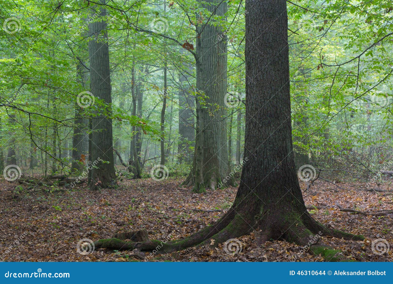 old oaks in autumnal misty forest