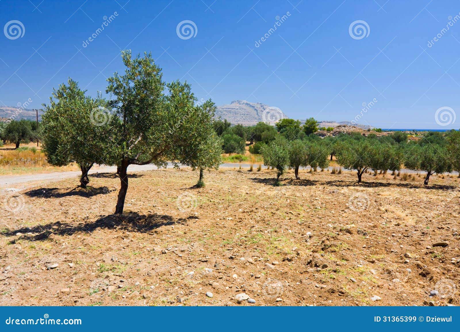 An Old Olive Grove in Rhodes, Greece Stock Image Image of europe