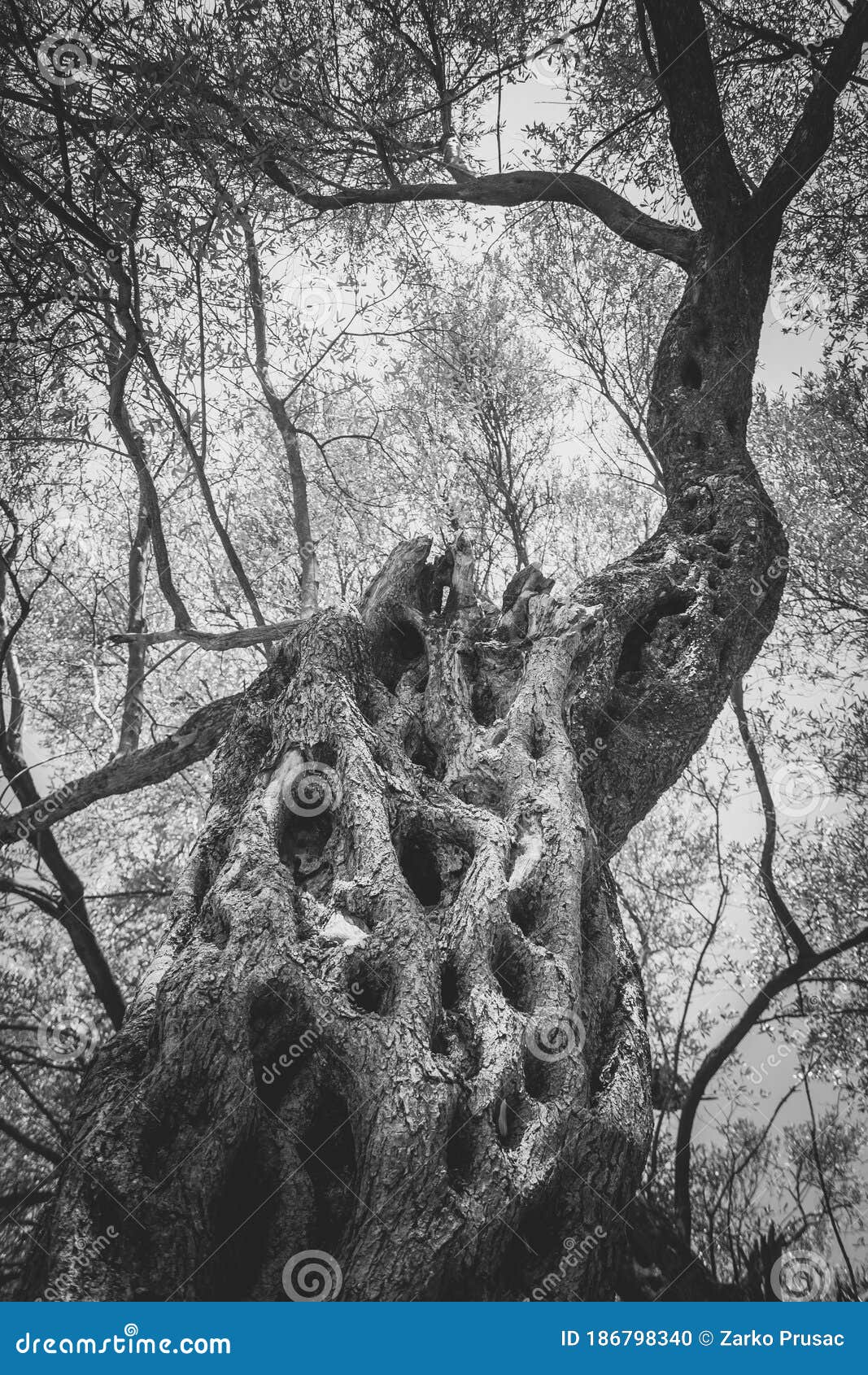 Old Olive Tree in Black and White Stock Photo Image of black, forest