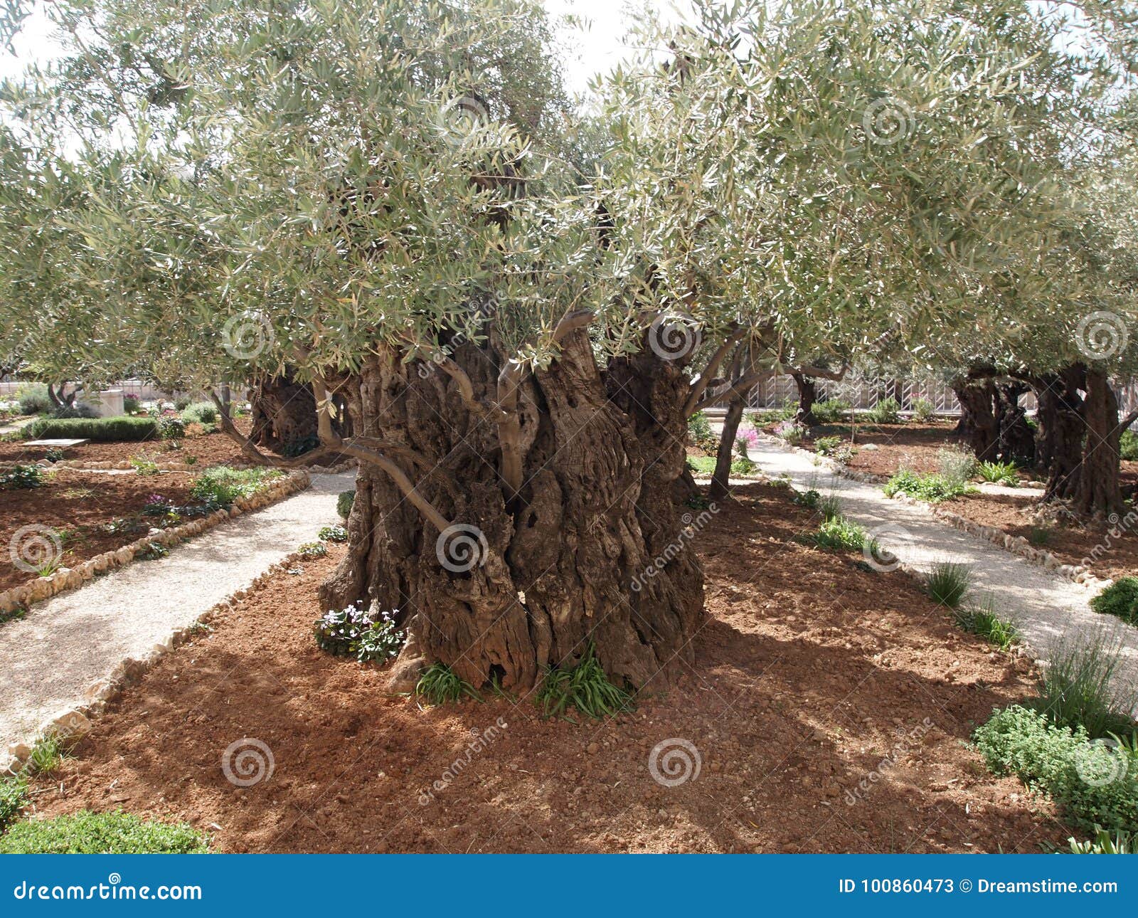 Old Olive Tree in the Garden of Gethsemane Israel Jerusalem Stock Image