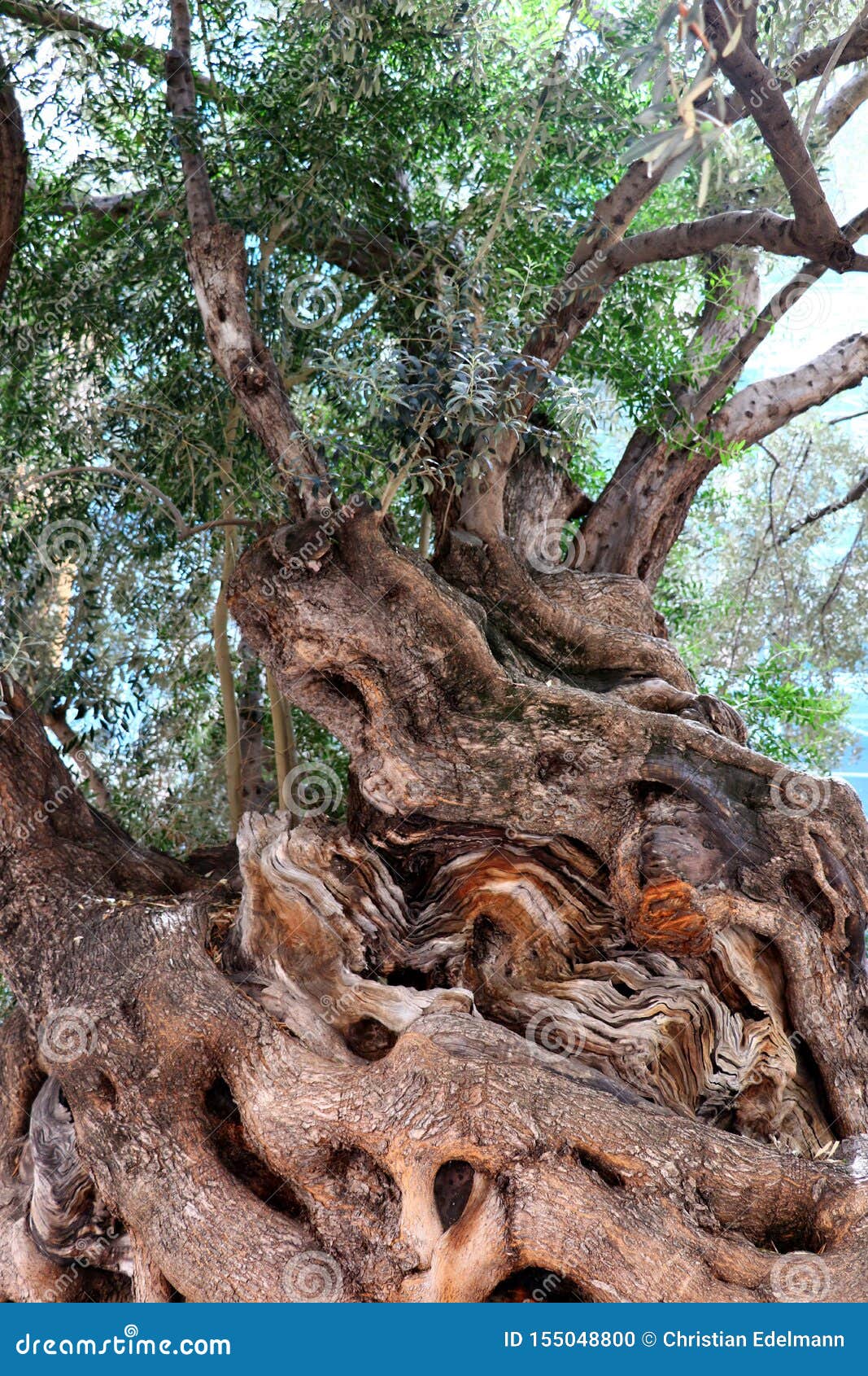 Old Olive Tree Mallorca Islas Baleares Spain Stock Photo Image of
