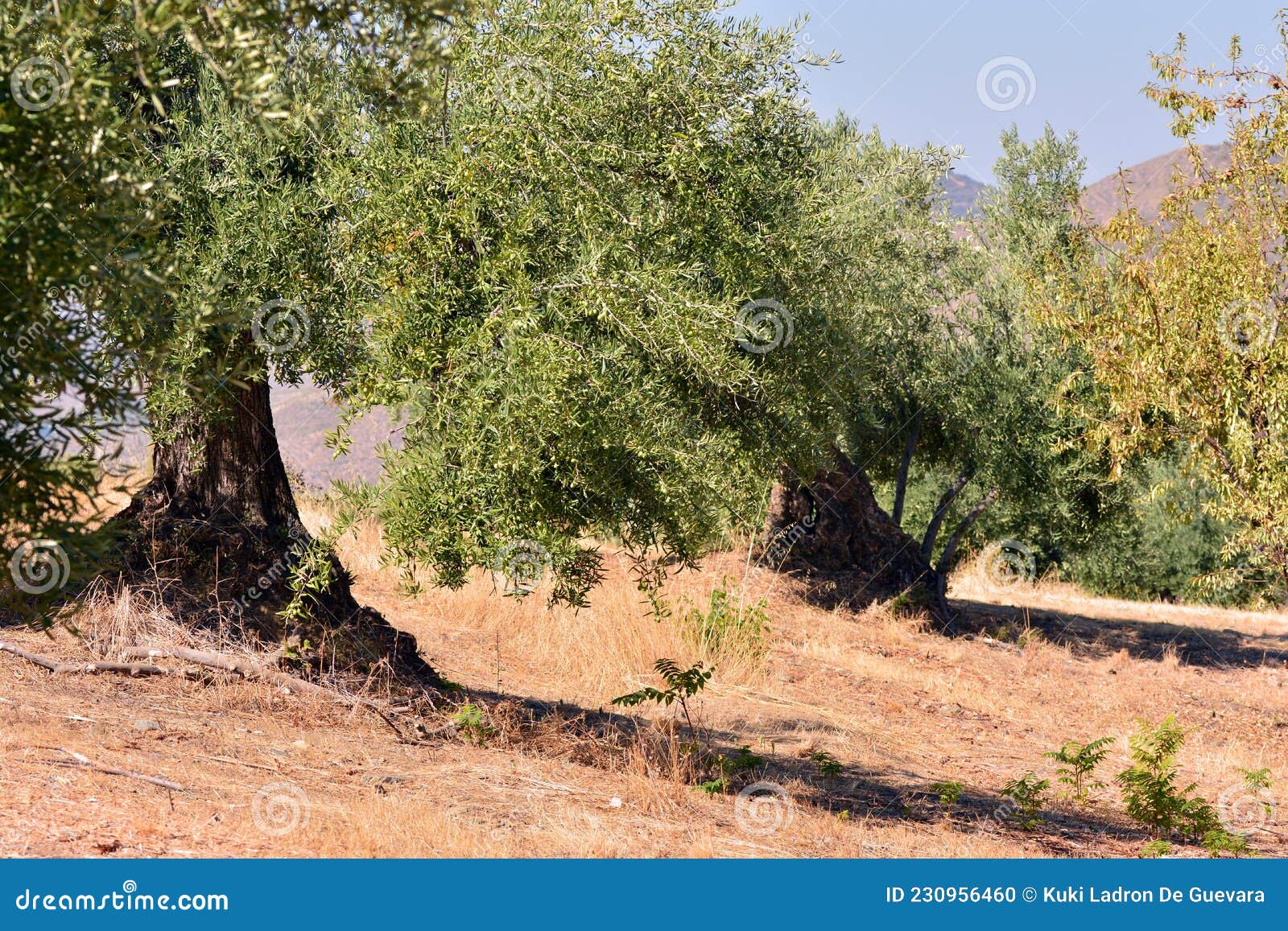 olive trees in autumn