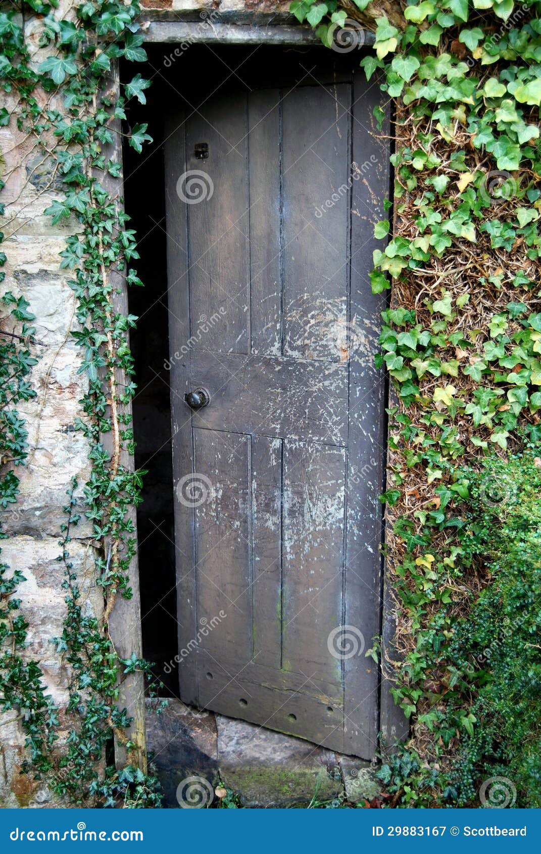 old open weathered wooden door overgrown ivy 29883167