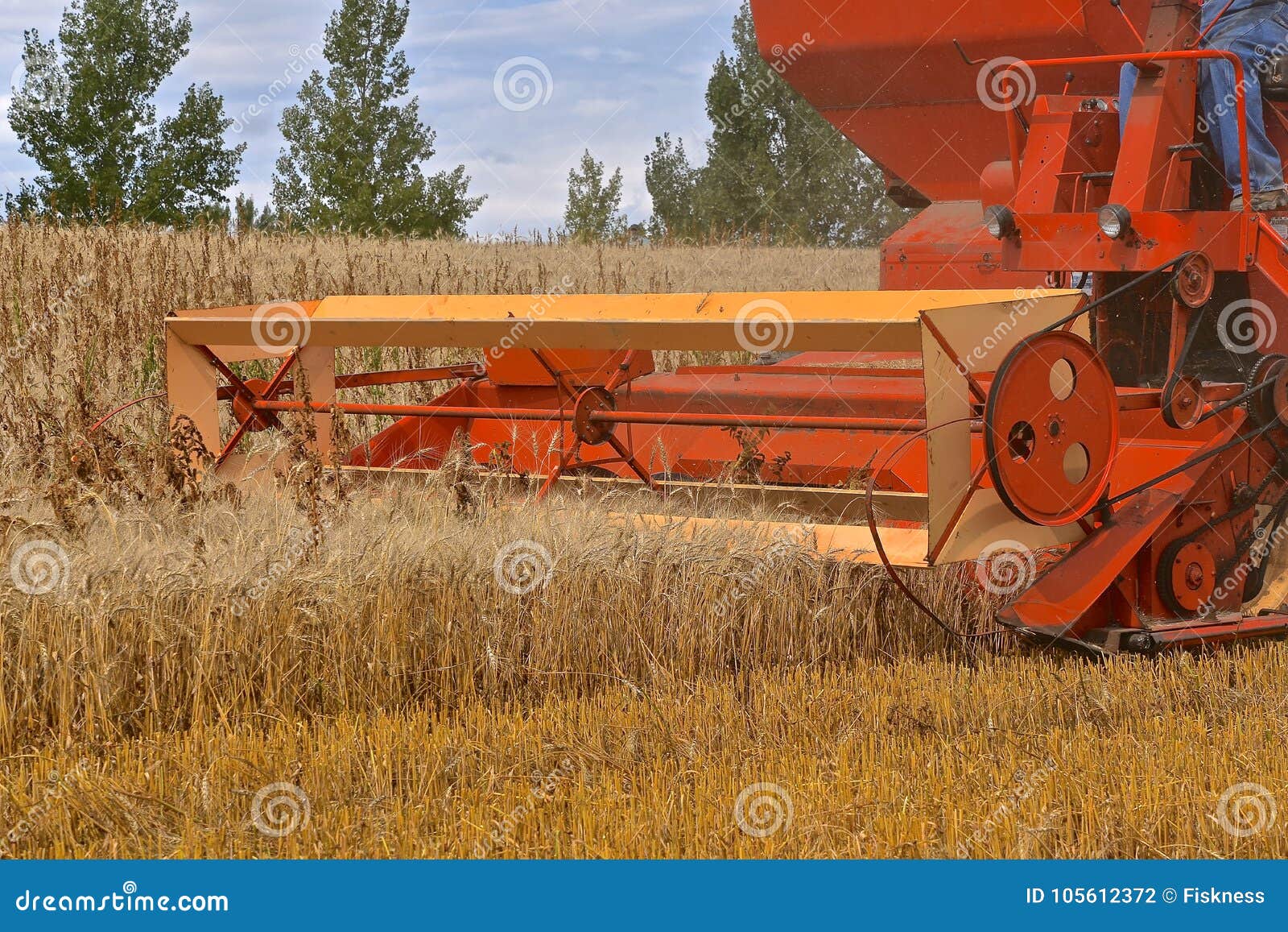 old combine harvesting wheat