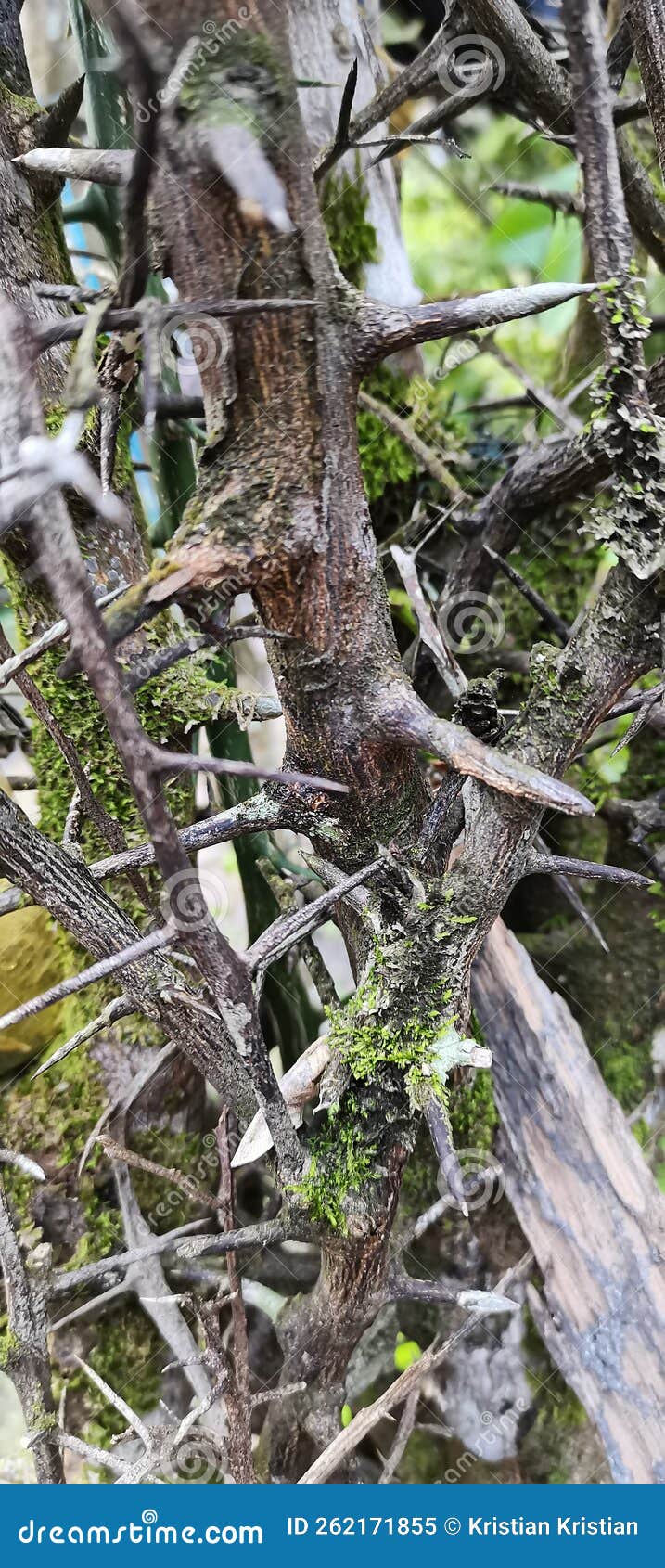 An Old Orange Tree Full of Thorns Stock Image Image of grass, produce