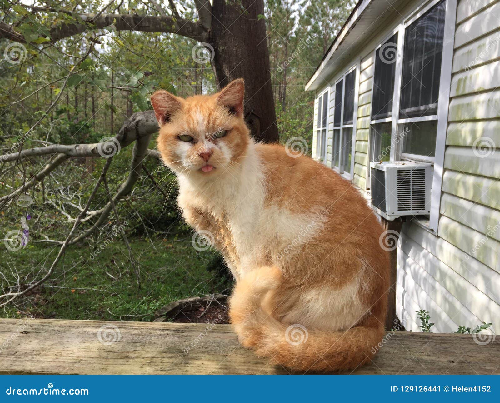 orange feral cat