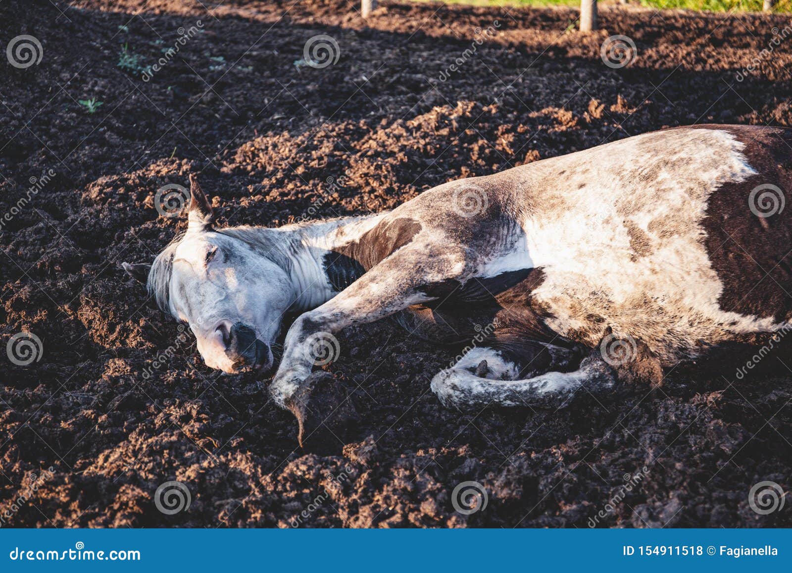 Old Paint Thoroughbred Horse Taking a Nap in His Paddock, Lying Down in