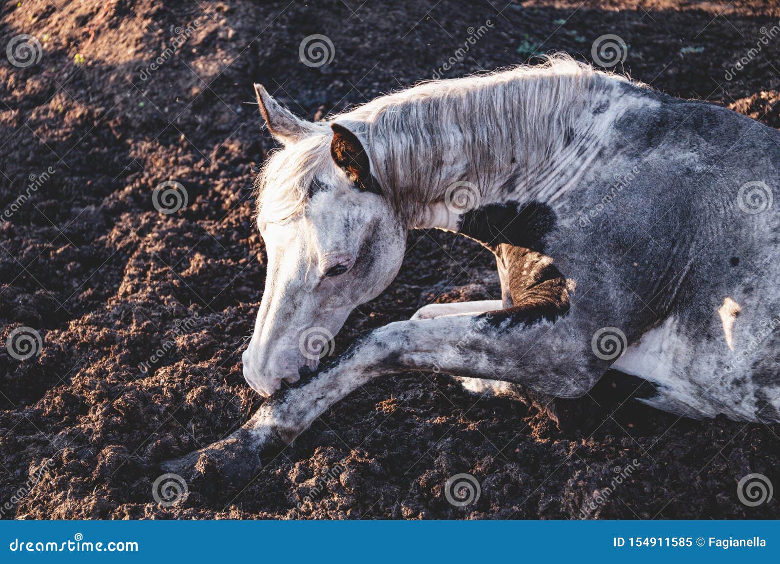 Old Paint Thoroughbred Horse Taking A Nap In His Paddock Lying Down In The Mud Sleeping Horse Stock Image Image Of Sleeping Life 154911585,Maple Trees In Fall