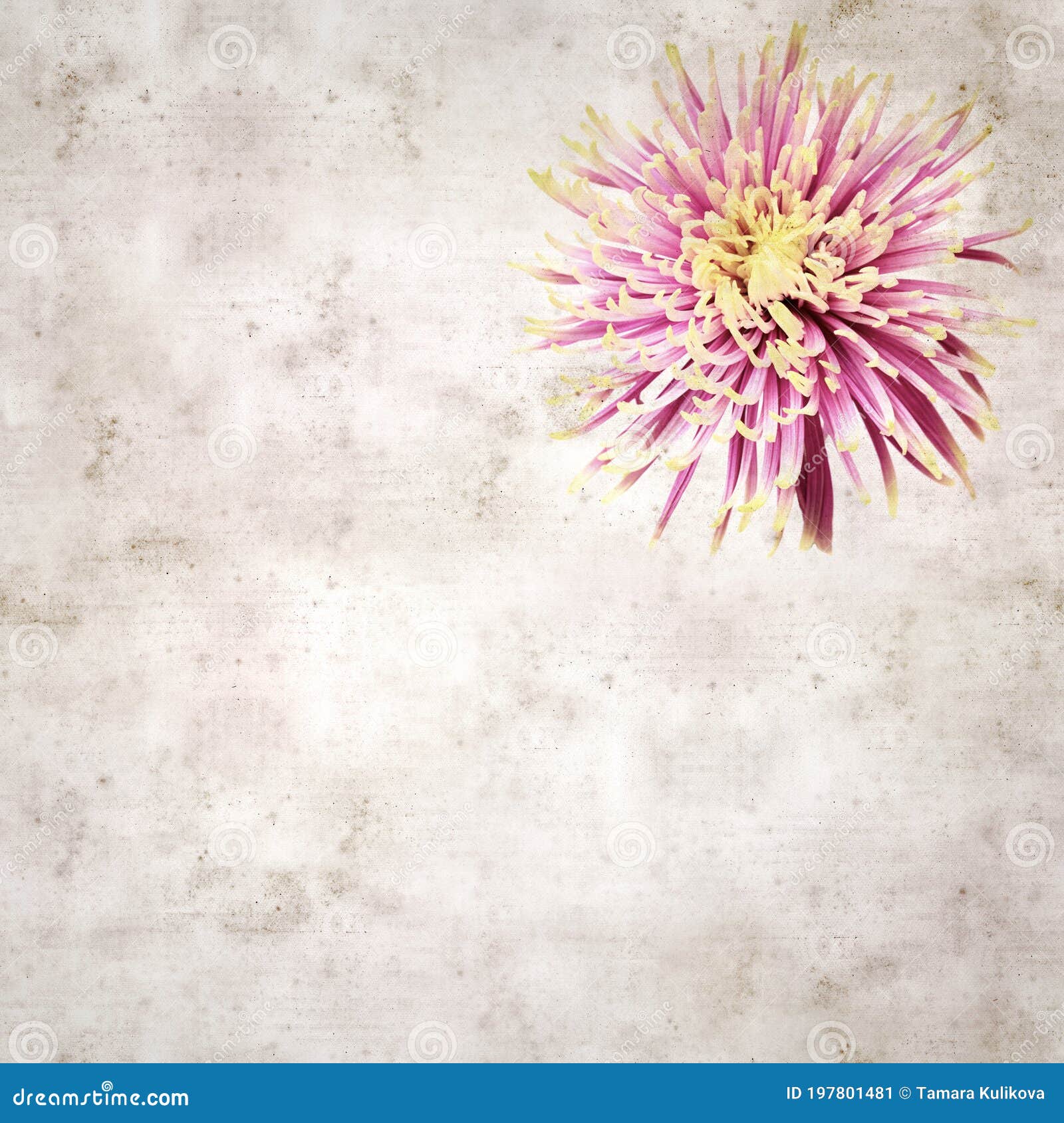 old paper backgroundwith unusual chrysanthemum with variedated petals