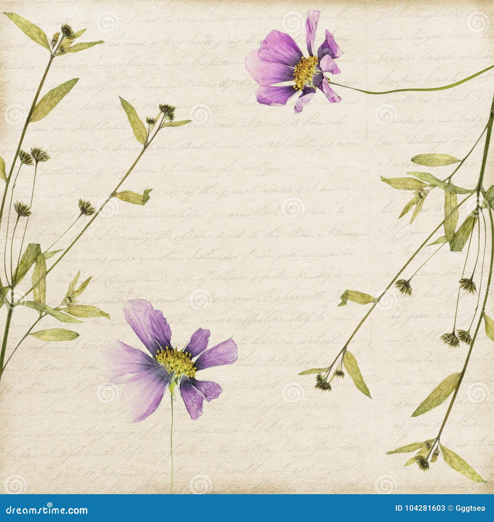 Old Paper Frame of Dried Flowers and Plants Stock Image Image of