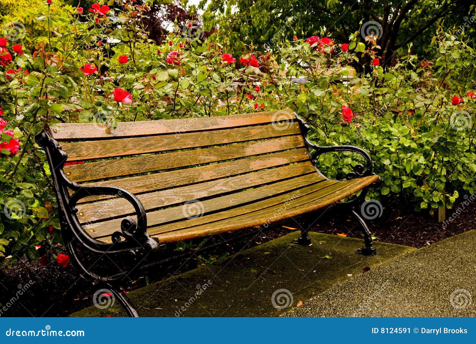 Old Park Bench In Rose Garden Stock Image - Image: 8124591