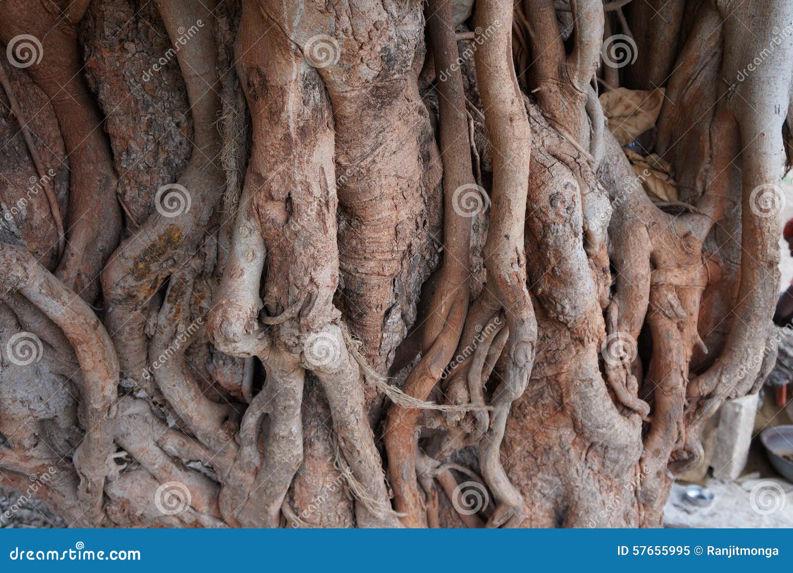 An Old Peepal Tree Stock Image Image Of Sacred Standing 57655995