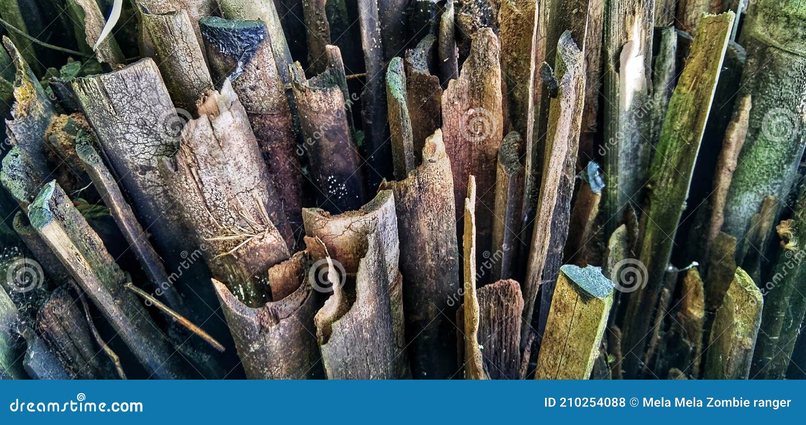 Old piece of bamboo stock photo. Image of mouldy, piece 210254088