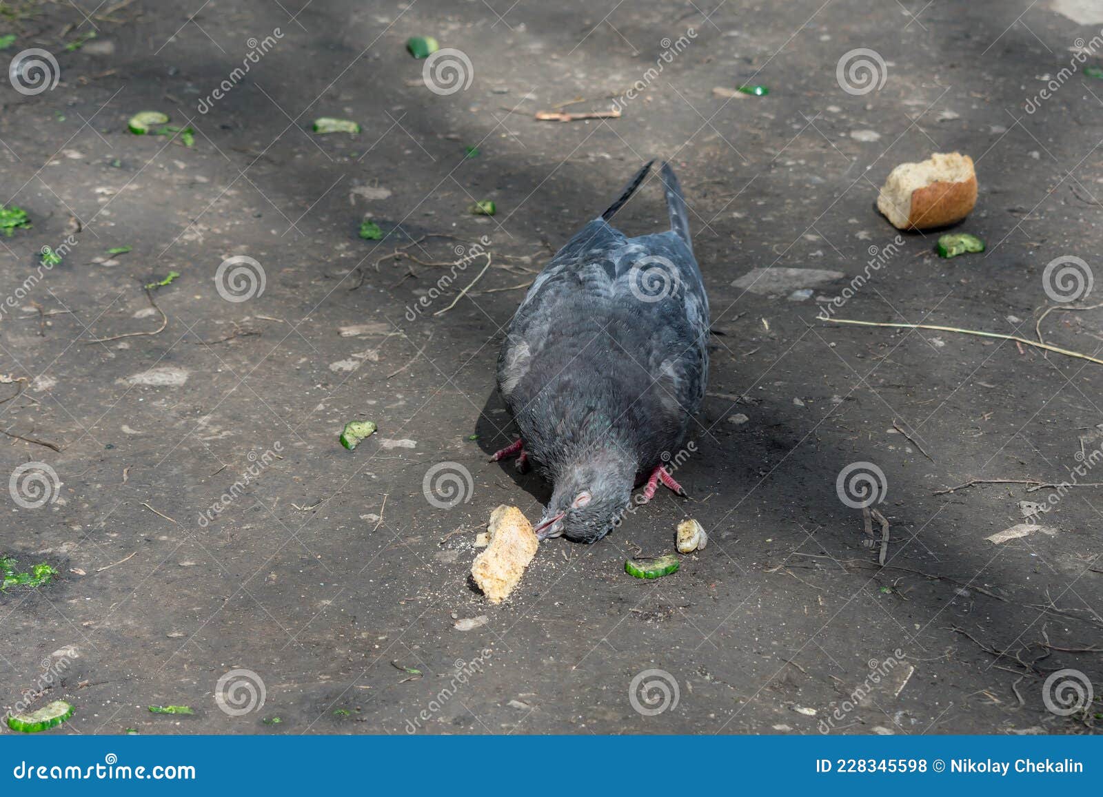 an old pigeon trying to peck a piece of bread