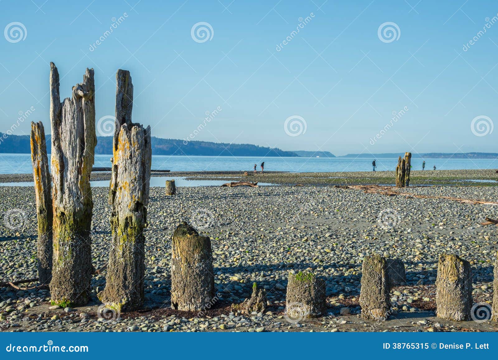 old pilings on stony beach