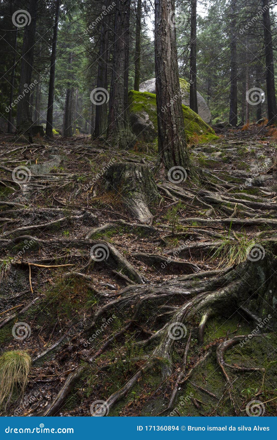 Old Pine Trees Roots In The Path Through The Lost Woods Unesco World Heritage Geres National Park Stock Photo Image Of Mist Park