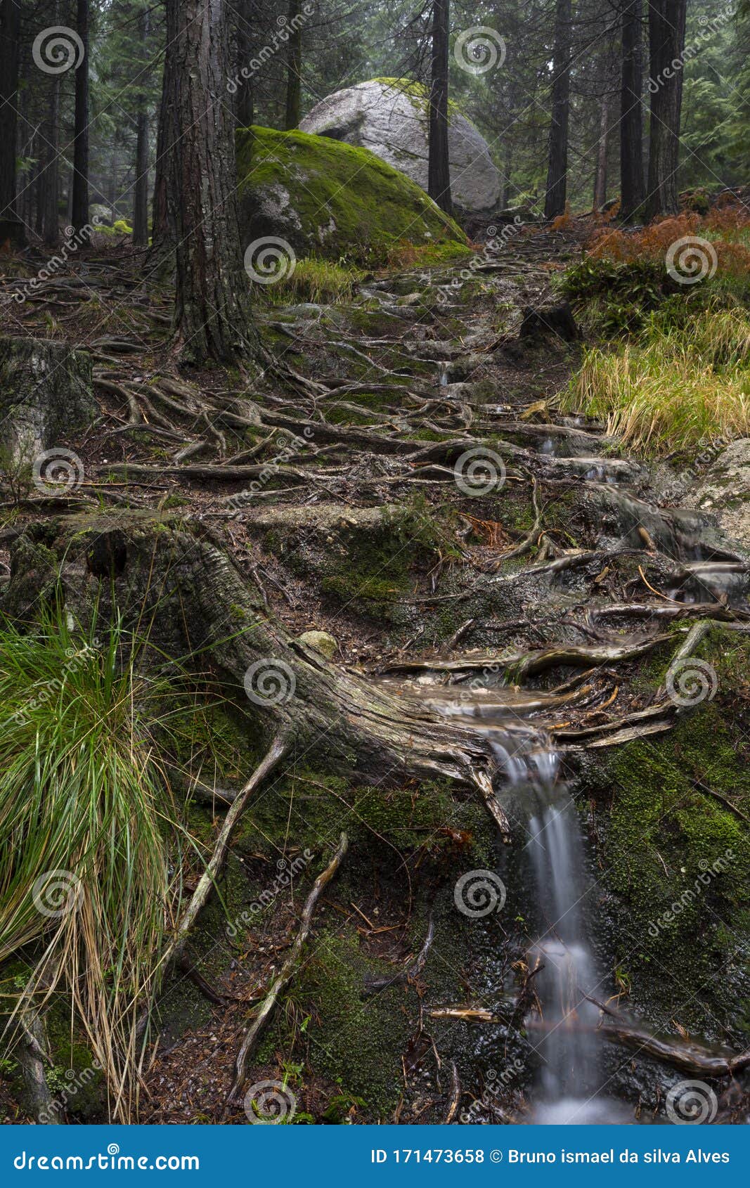 Old Pine Trees Roots In The Path Through The Lost Woods Unesco World Heritage Geres National Park Stock Photo Image Of Landscape Perspective