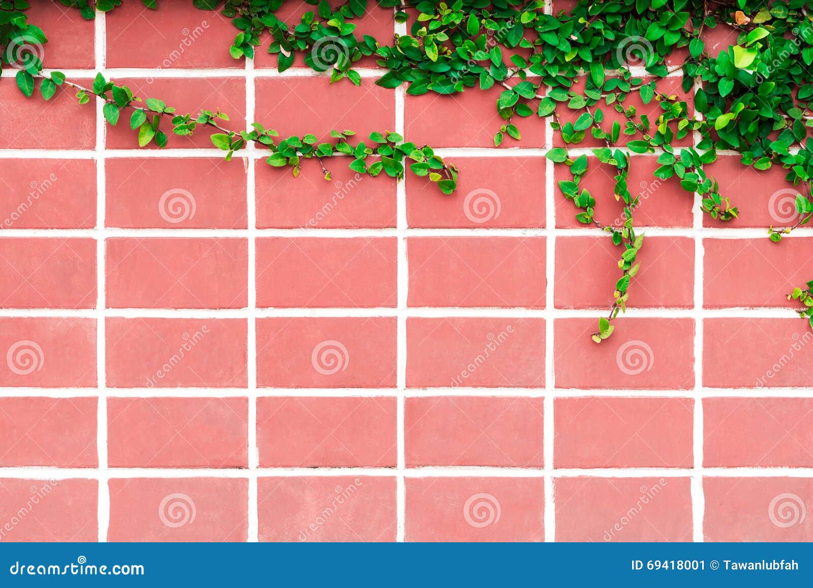 Old Pink Brick Wall and Wild Grapes Hanging Down. Stock Image Image
