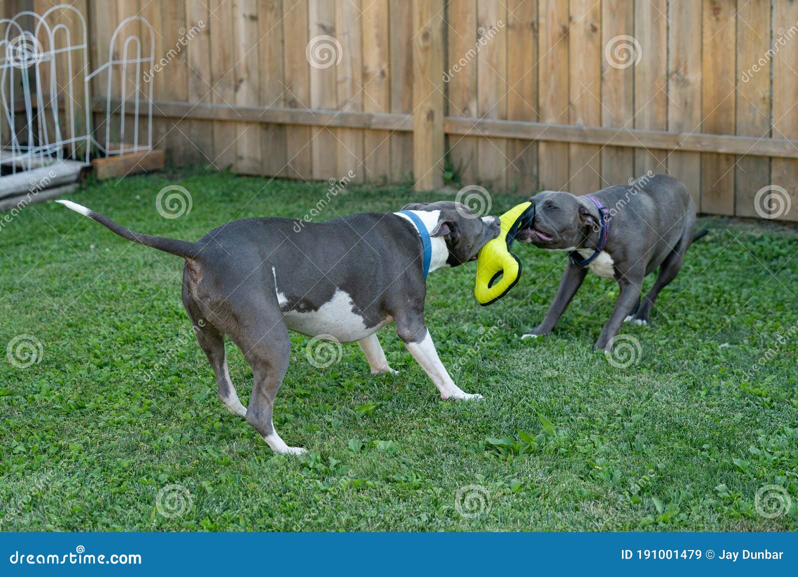 Old Pitbull is Pulling on a Dog Toy and a Puppy Stock Image Image of