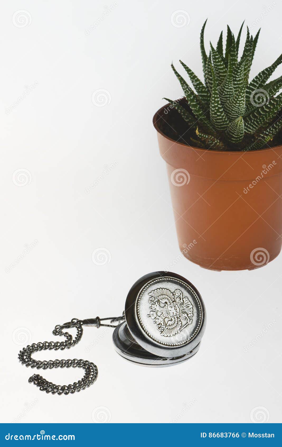 Old Pocket Watch on a Chain and a Small Cactus Stock Photo Image of flowers, cover 86683766