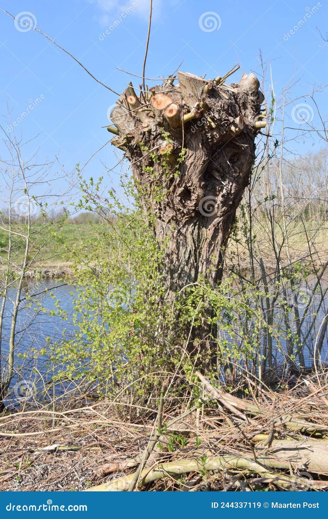 old pollard willow along cut off river arm