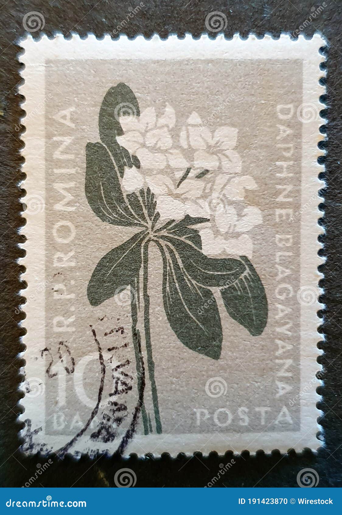 An Old Postage Stamp from Romania Circa 1960 with the Image of a Flower ...