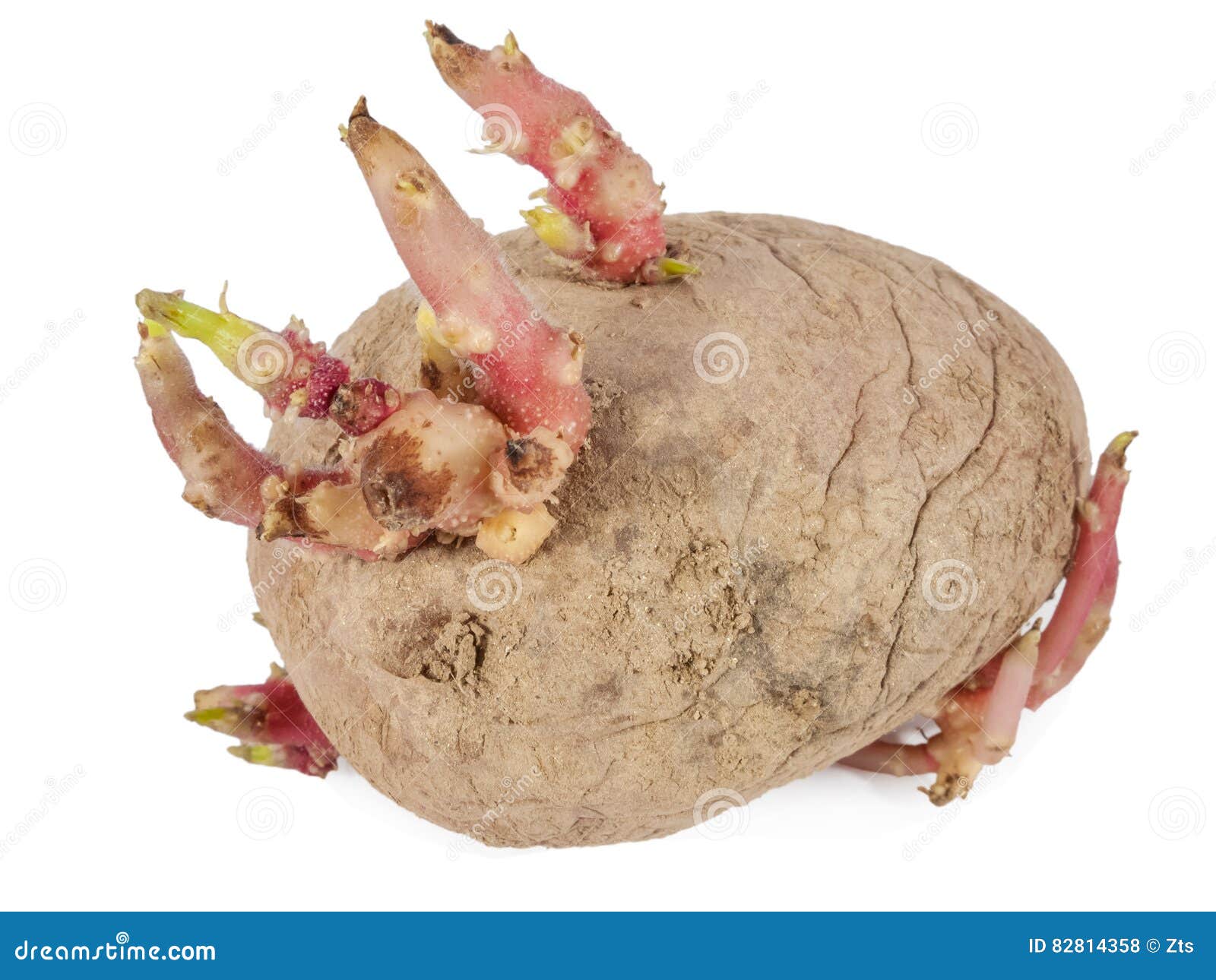 Old Potato Sprouting with a Close Up of the Sprouts Stock Photo Image