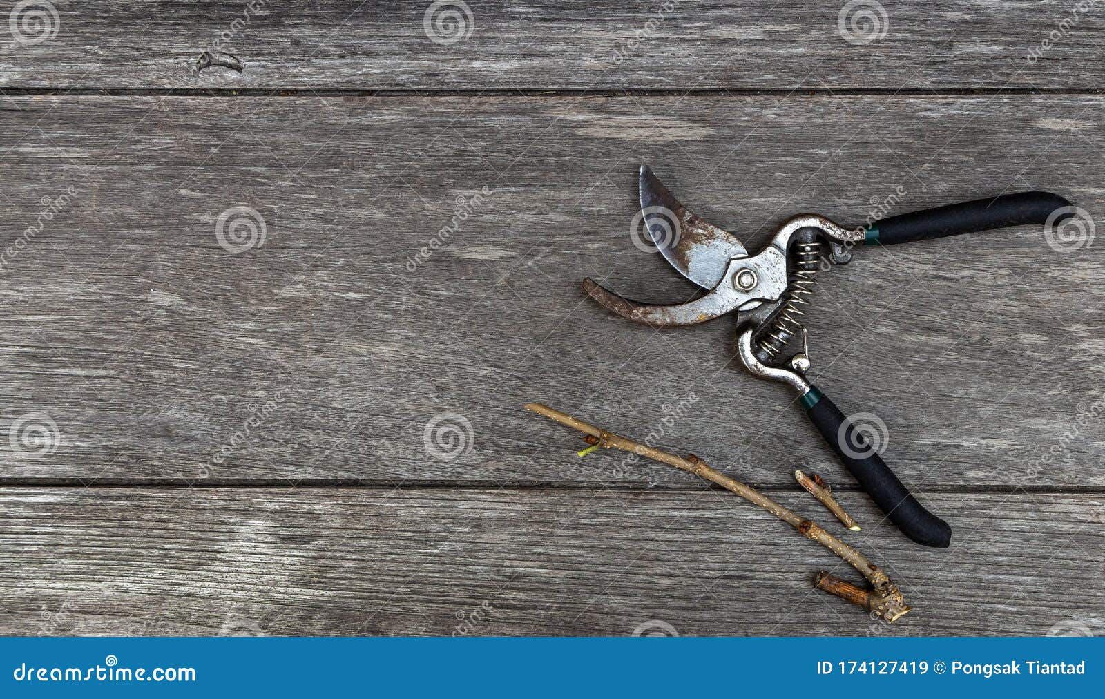 old pruning shears and branch  on wood table background wiht copy space for your text or image