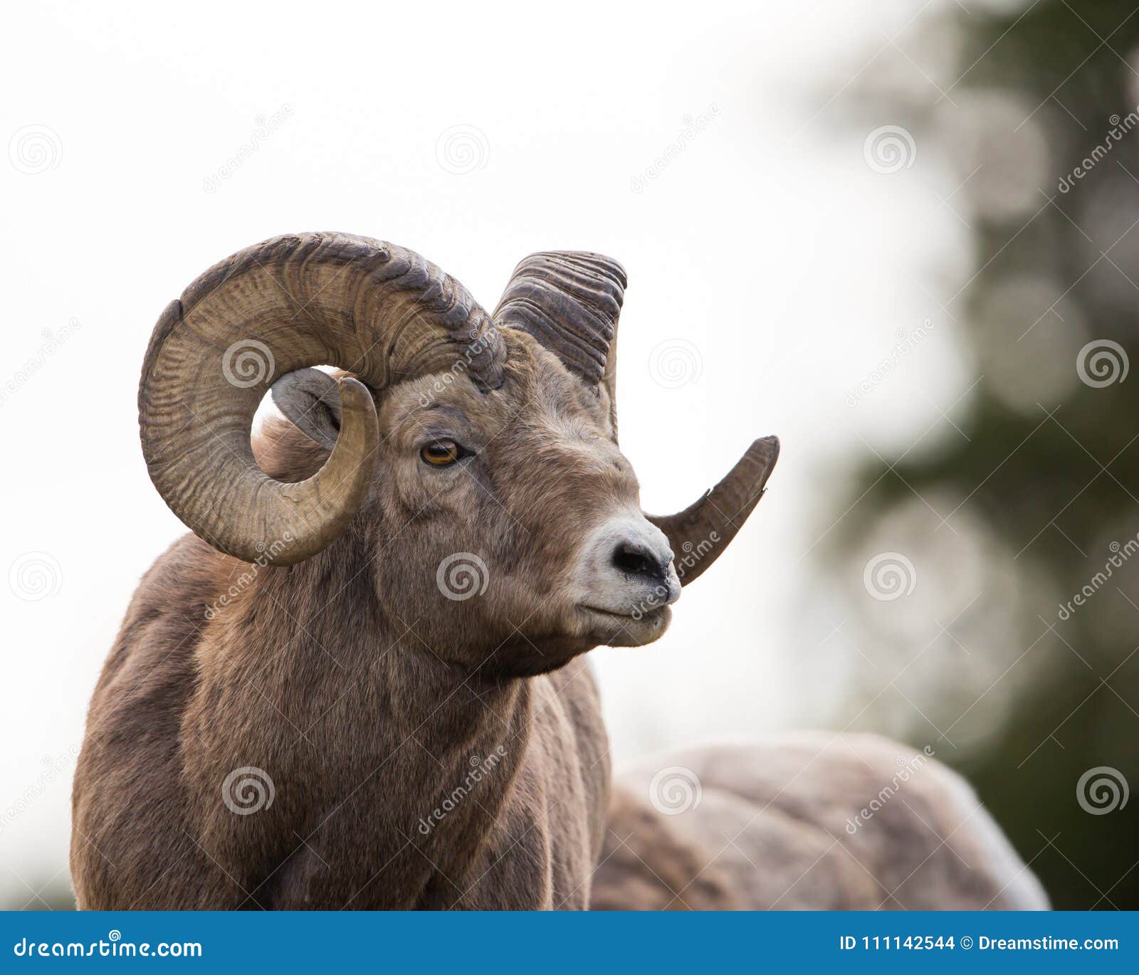 old ram portrait